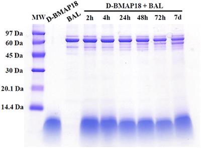 D-BMAP18 Antimicrobial Peptide Is Active In vitro, Resists to Pulmonary Proteases but Loses Its Activity in a Murine Model of Pseudomonas aeruginosa Lung Infection